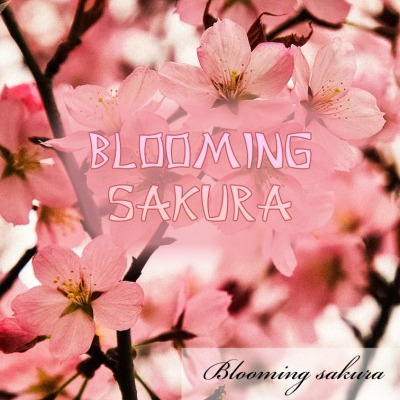 Blooming Sakura