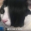 Календула Мария