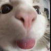 Aliik